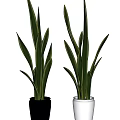 Two Bonsai Potted Plants With Slender Green Upright Growing Leaves On Light Background