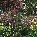Vibrant Flowering Bush With Pink Yellow Purple Blooms And Green Foliage