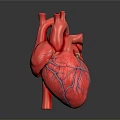 Detailed Human Heart Anatomical Model With Visible Red Veins And 3D Rendered Structure