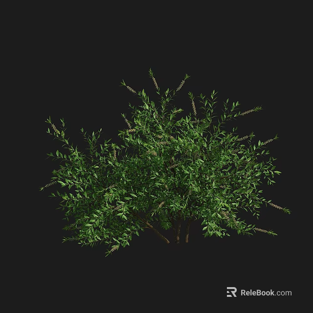 Lush Green Shrub With Dense Foliage And Natural Growth For Outdoor Landscaping 3d model 