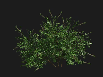 Lush Green Shrub With Dense Foliage And Natural Growth For Outdoor Landscaping 3d model