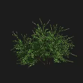 Lush Green Shrub With Dense Foliage And Natural Growth For Outdoor Landscaping