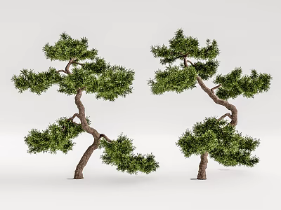 Ornamental Pine Trees With Curved Trunks And Lush Green Foliage For Garden Landscaping 3d model