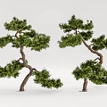 New Chinese Pine Tree Pine Tree Welcome Pine 3d model