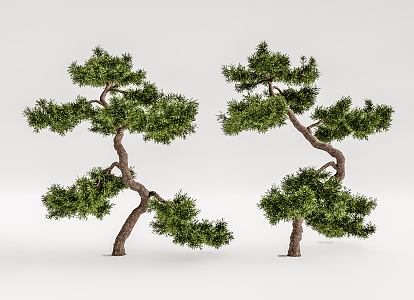 New Chinese Pine Tree Pine Tree Welcome Pine 3d model