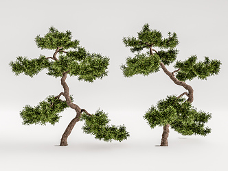 New Chinese Pine Tree Pine Tree Welcome Pine 3d model