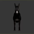 Realistic Black Donkey Standing Isolated On Gray Background With Full Body View 3d model