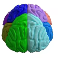 Human Brain 3D Model With Colorful Anatomical Regions And Vascular Textures