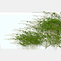 Climbing Green Vine With Twisting Stems And Lush Foliage For Outdoor Garden