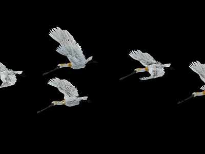Flying birds Spoonbills Farms of birds Moving birds Egrets 3d model