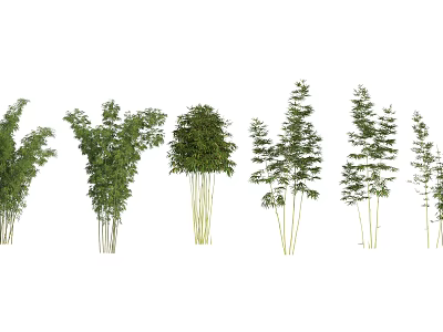 Various Bamboo Species with Green Stems and Lush Leaves Arranged in a Row 3d model