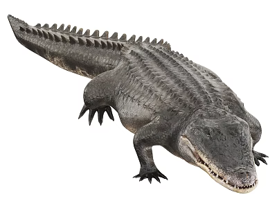 Reptile Crocodile With Scaled Body Serrated Back Open Mouth And Sharp Teeth 3d model