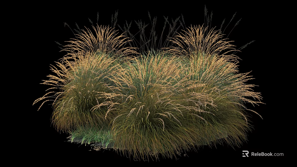 Dense Clumping Ornamental Shrubs With Green And Golden Foliage For Gardens 3d model 