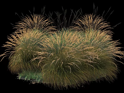 Dense Clumping Ornamental Shrubs With Green And Golden Foliage For Gardens 3d model