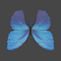 Vibrant Blue Butterfly With Iridescent Wings Casting Soft Shadow on Neutral Background
