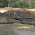 Wild Crocodile In Natural Wetland Habitat With Long Snout And Scales