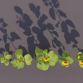 Different Growth Stages of Five Sunflowers in Vase with Gradual Height and Bloom Size Increase