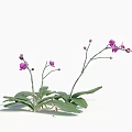 Beautiful Purple Orchids With Green Leaves And Graceful Stems On White Background
