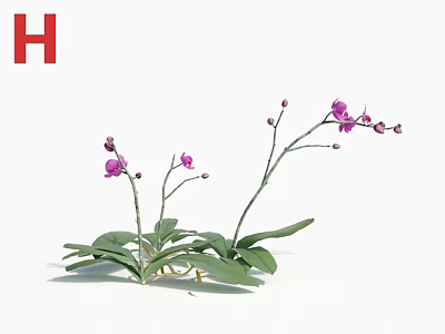 Beautiful Purple Orchids With Green Leaves And Graceful Stems On White Background 3d model