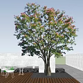 Tall Tree Blooming With Pink Flowers And Green Leaves Against Blue Sky
