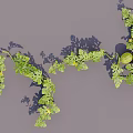 Fresh Green Melon Fruits Growing On Vine With Lush Leaves