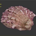 Pink and White Shellfish with Bumpy Protruding Surface and Irregular Shape on Dark Background
