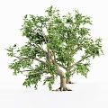 Lush Green Leafy Trees With Thick Trunks And Exposed Roots In Natural Scene