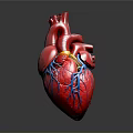 Human Heart Anatomical Model With Red Surface And Blue Yellow Blood Vessels