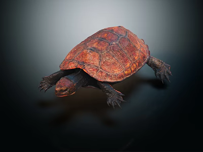 Reddish Brown Turtle With Shiny Carapace And Detailed Limbs On Dark Background 3d model
