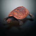 Reddish Brown Turtle With Shiny Carapace And Detailed Limbs On Dark Background