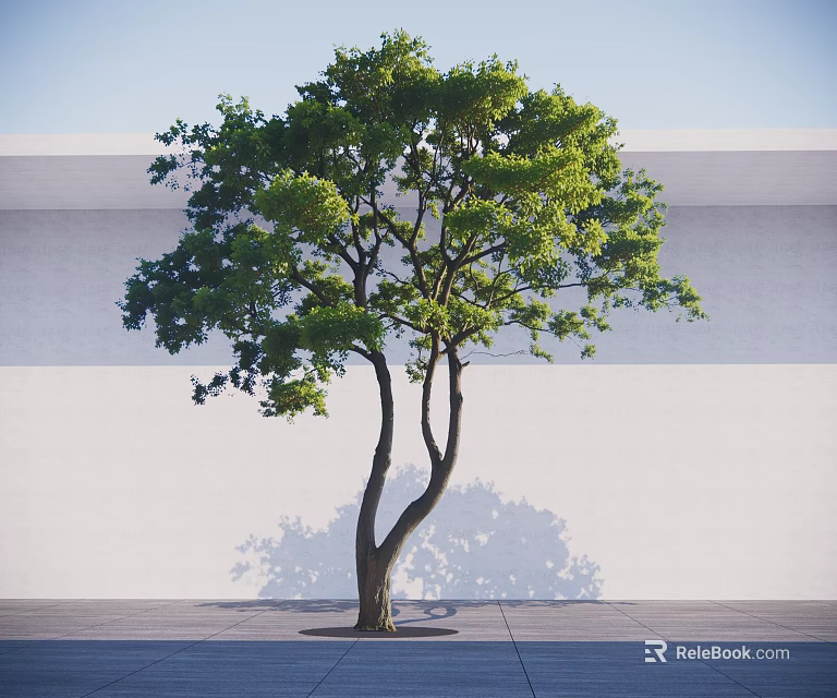 Lush Green Arbor With Curved Trunk Branches Shadow On White Wall And Gray Ground 3d model 