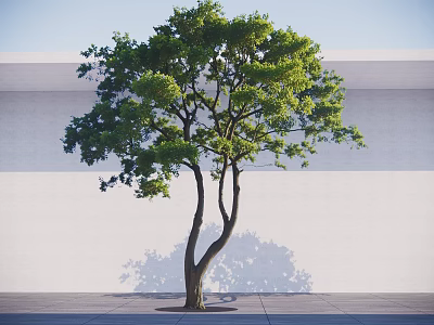 Lush Green Arbor With Curved Trunk Branches Shadow On White Wall And Gray Ground 3d model