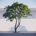 Lush Green Arbor With Curved Trunk Branches Shadow On White Wall And Gray Ground