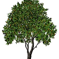 Lush Tree with Green Leaves and Yellow Fruits in Healthy Natural Growth