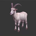 White Goat With Curved Horns Red Ears And Black Legs On Gray Background