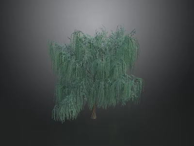 Weeping Shrub With Lush Green Foliage And Hanging Branches In Natural Setting 3d model