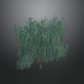 Weeping Shrub With Lush Green Foliage And Hanging Branches In Natural Setting