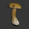 Mushroom Organ Structure With Hairy Stem Yellow Cap And White Base