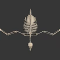 Avian Skeleton Anatomical Structure With Detailed Bone Framework And Scientific 3d model