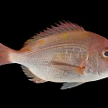 Reddish Brown Aquatic Fish With Prominent Scales And Fins On Black Background