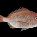 Modern fish yellow-backed bream 3d model