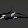 Black And White Orca Aquatic Animal With Open Mouth And Swimming Posture