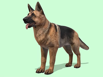 German Shepherd Dog Standing Alert With Tongue Out And Brown Black Fur On Green Background 3d model