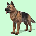 German Shepherd Dog Standing Alert With Tongue Out And Brown Black Fur On Green Background