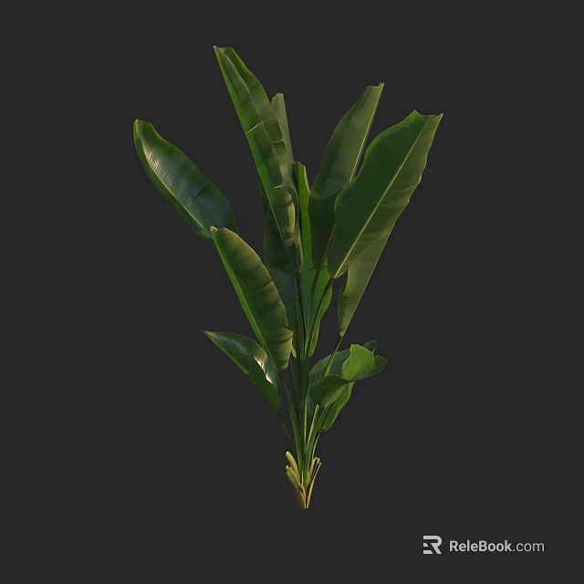 Lush Healthy Tropical Plant With Large Green Leaves And Fresh Foliage 3d model 