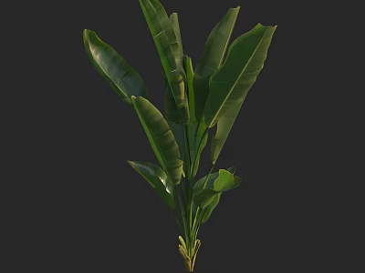 Lush Healthy Tropical Plant With Large Green Leaves And Fresh Foliage 3d model