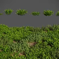 Green Shrubs with Various Sizes and Shapes for Garden and Landscape Design