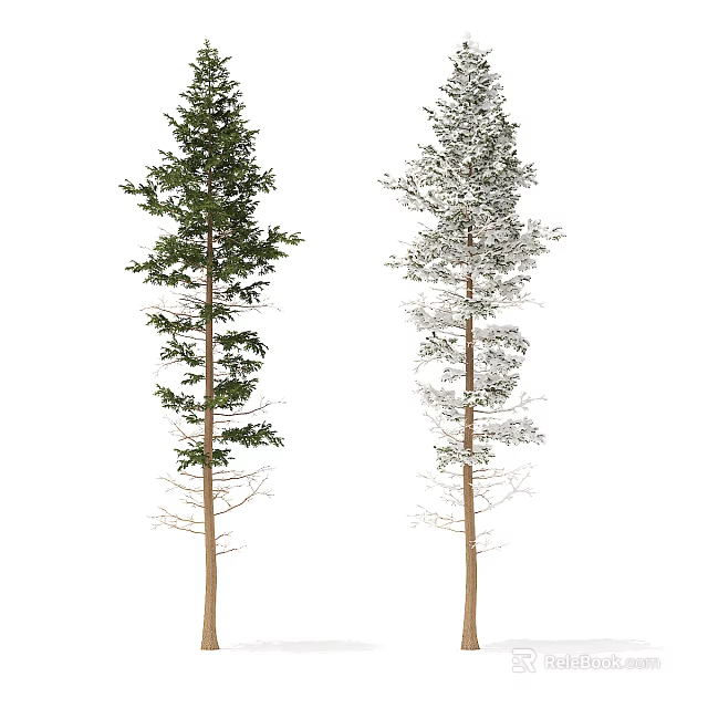 Two Evergreen Trees One with Lush Green Leaves and One Snow Covered 3d model 