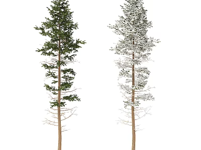 Two Evergreen Trees One with Lush Green Leaves and One Snow Covered 3d model