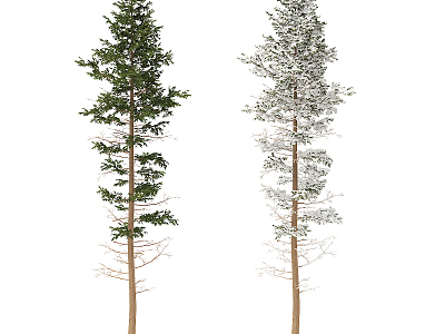 Modern Pine model